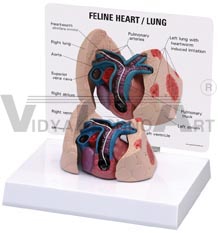 Feline Heart Lung